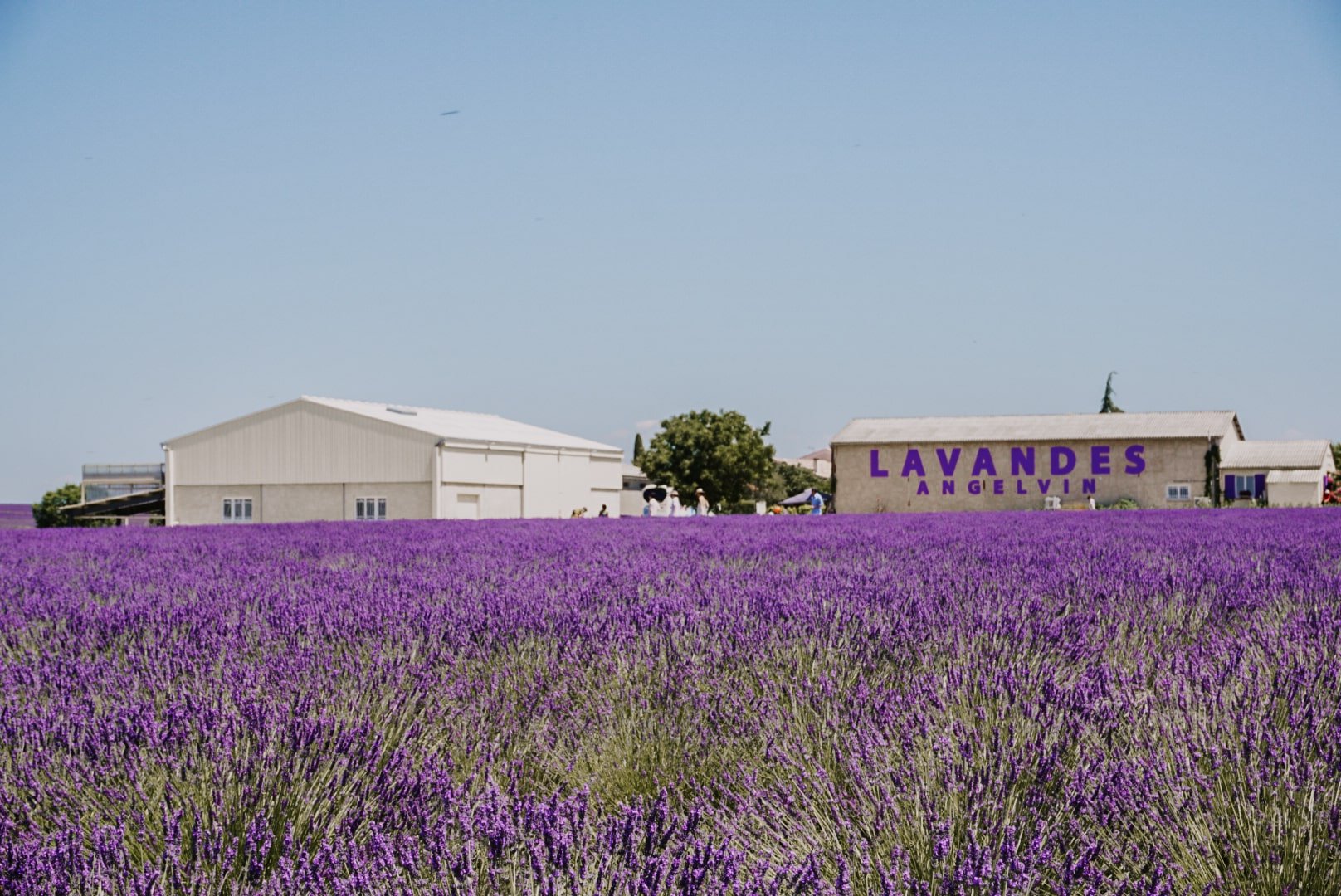 How to Visit the Provence Lavender Fields in Valensole, France