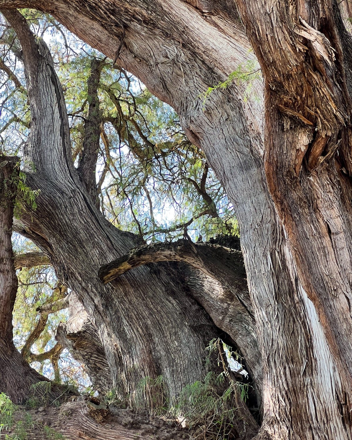 The Majestic Árbol del Tule in Oaxaca