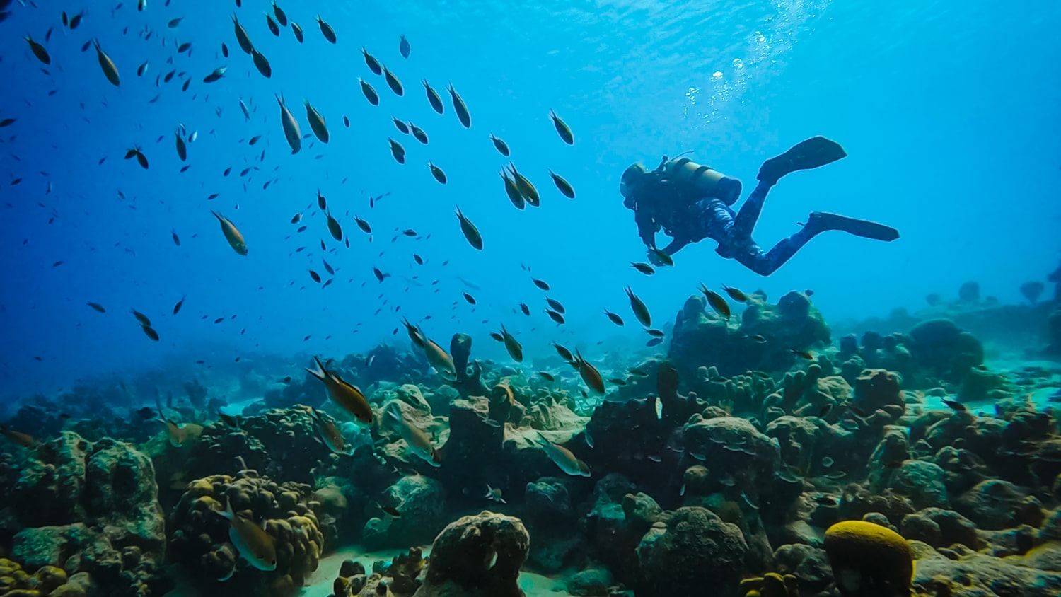 The Complete Guide To Scuba Diving In Bonaire Caribbean 