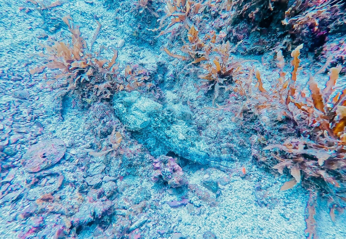 The Ultimate Guide to Scuba Diving in La Paz, Mexico